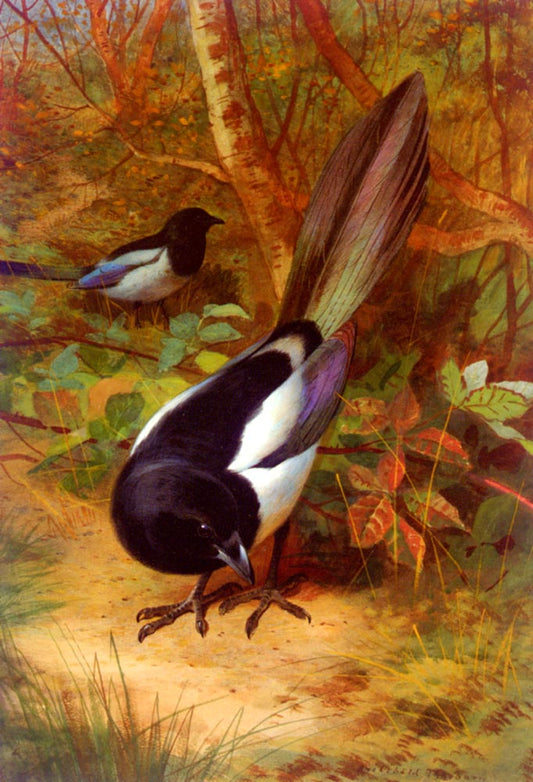 Magpies