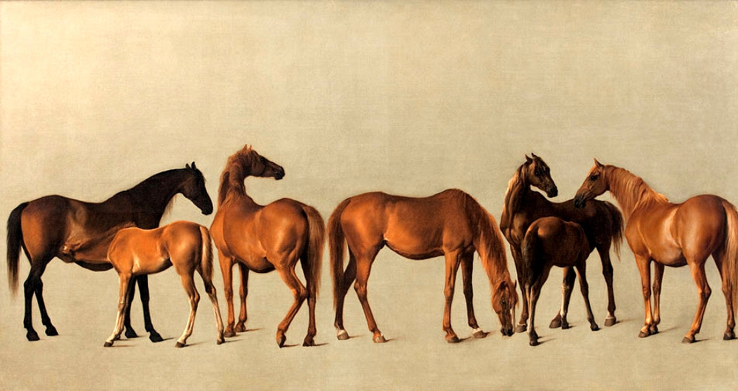 Mares and Foals