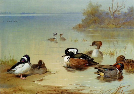 Buffel-Headed Duck, American Green-Winged Teal, and Hooded Merganser