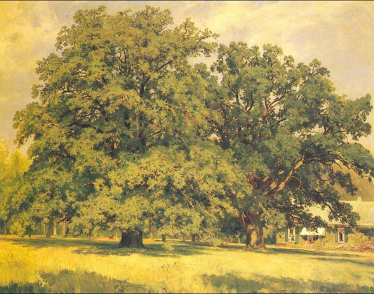 Mordvinov's Oaks