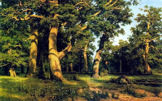 Oak Wood