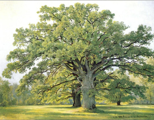 Oaks in the Old Petergof