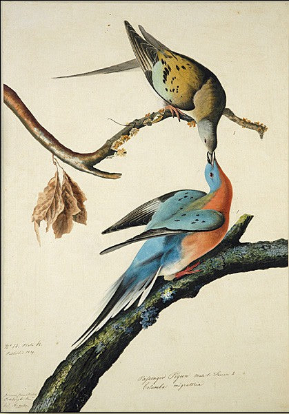 Passenger Pigeon