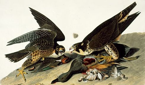 Peregrine Falcon