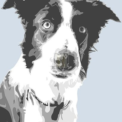 Collie