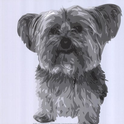 Yorkie