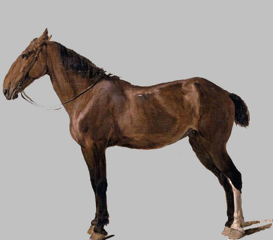 Portrait of a Horse