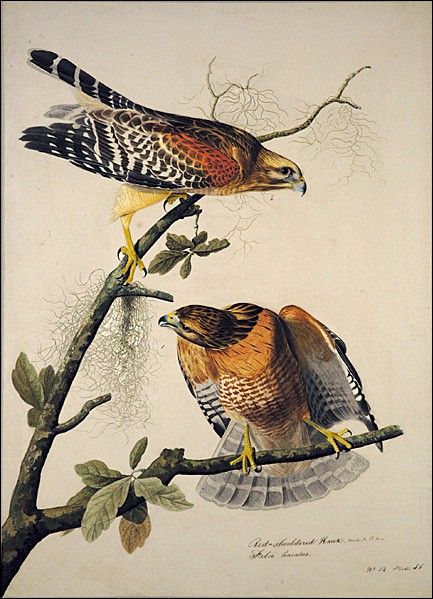 Red-Shouldered Hawk