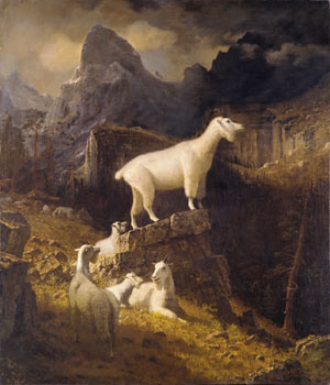 Rocky Mountain Goats