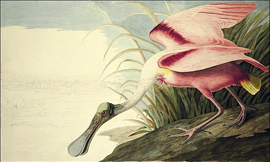 Roseate Spoonbill