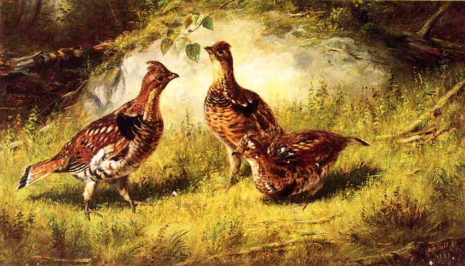 Ruffed Grouse