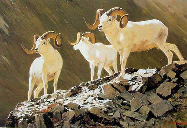 Sheep Paintings N011