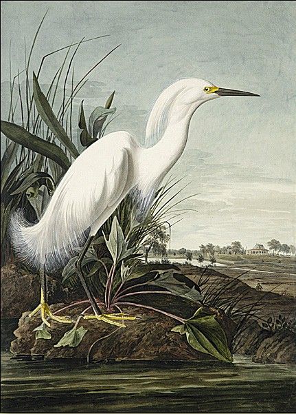 Snowy Heron