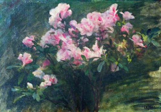 Study of Azaleas