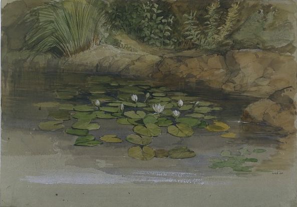 Study of Waterlilies and Other Plants