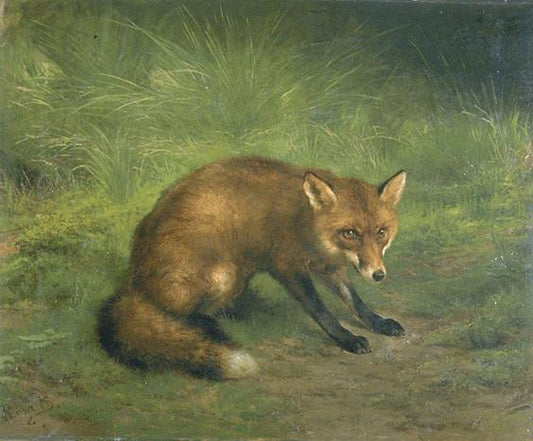 Study of a Fox