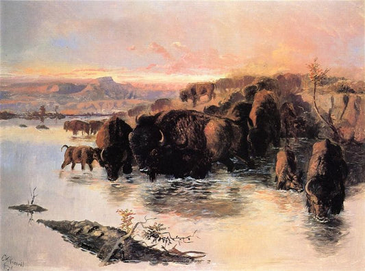 The Buffalo Herd