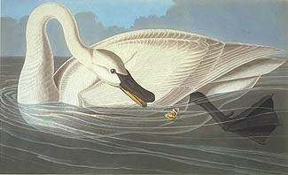 Trumpeter Swan