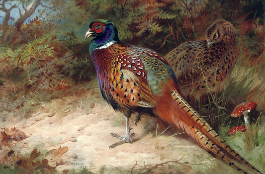 Cock and Hen Pheasant in the Undergrowth