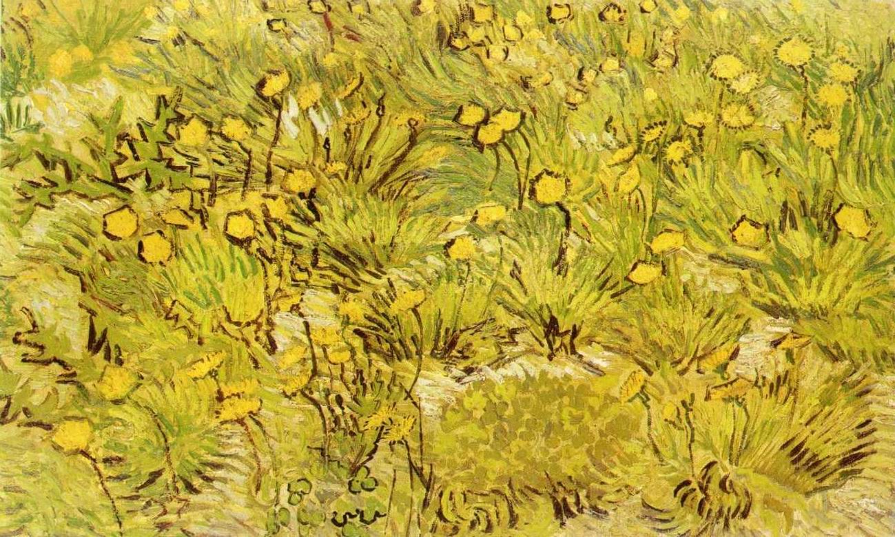 A Field of Yellow Flowers