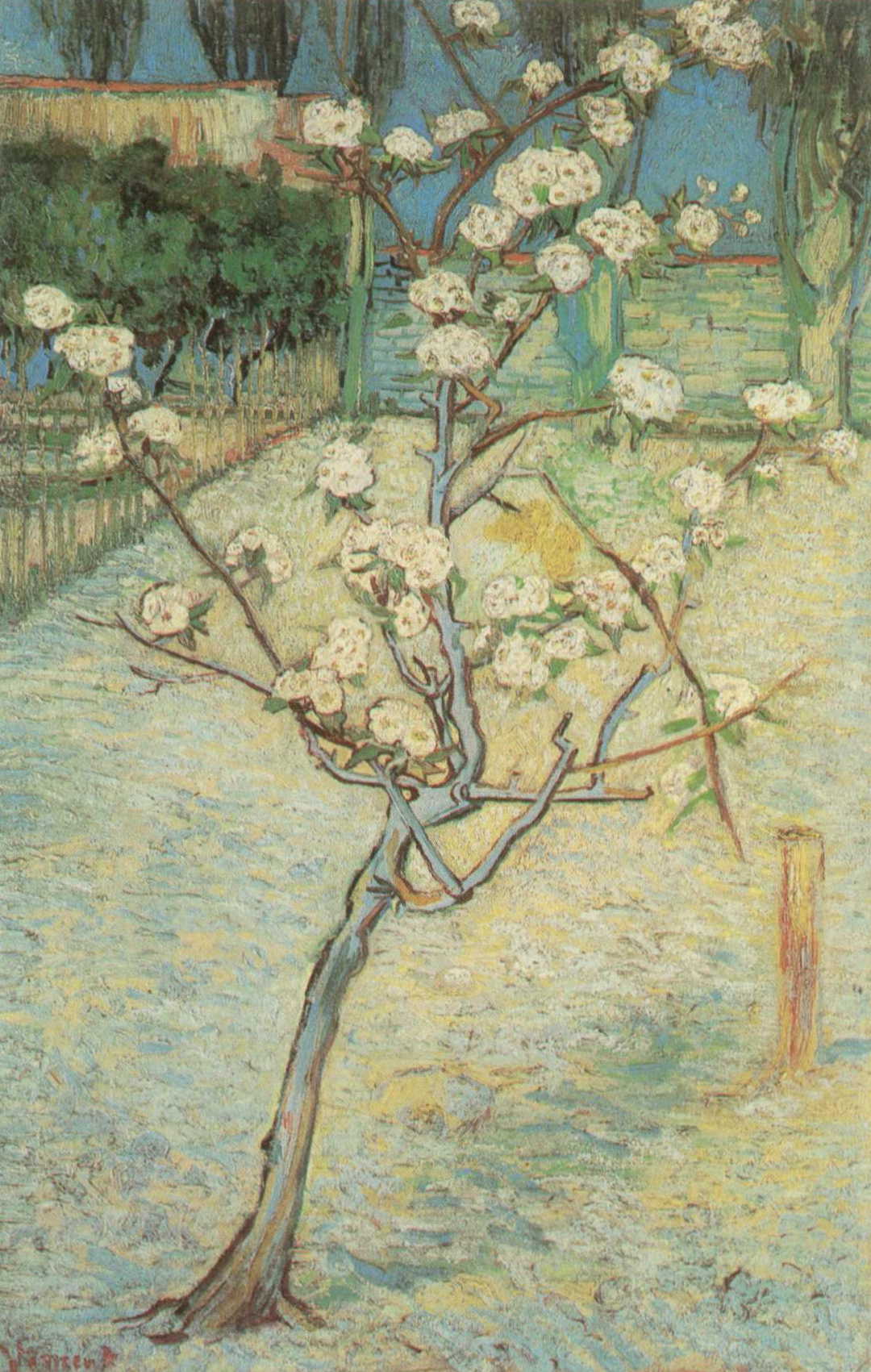 Almond Tree in Blossom