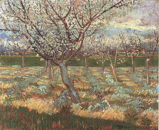 Apricot Trees in Blossom