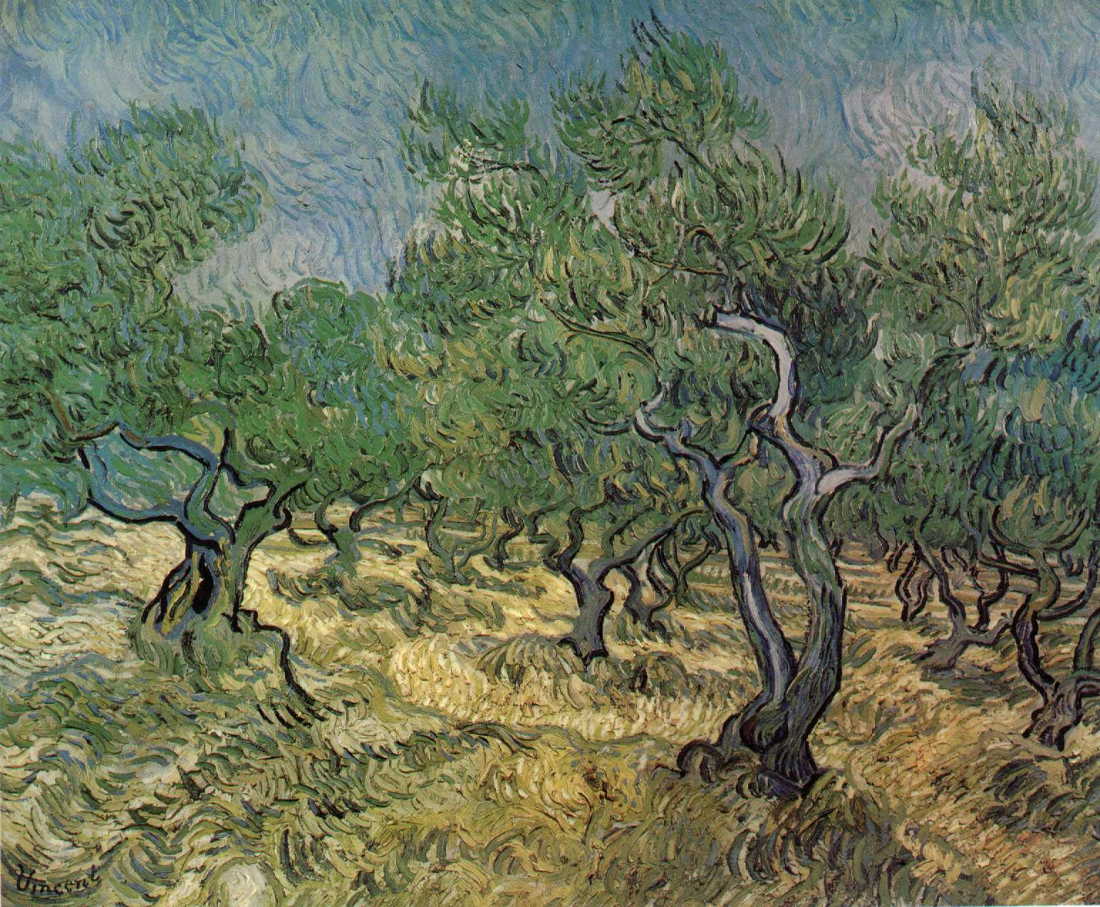 Olive Grove