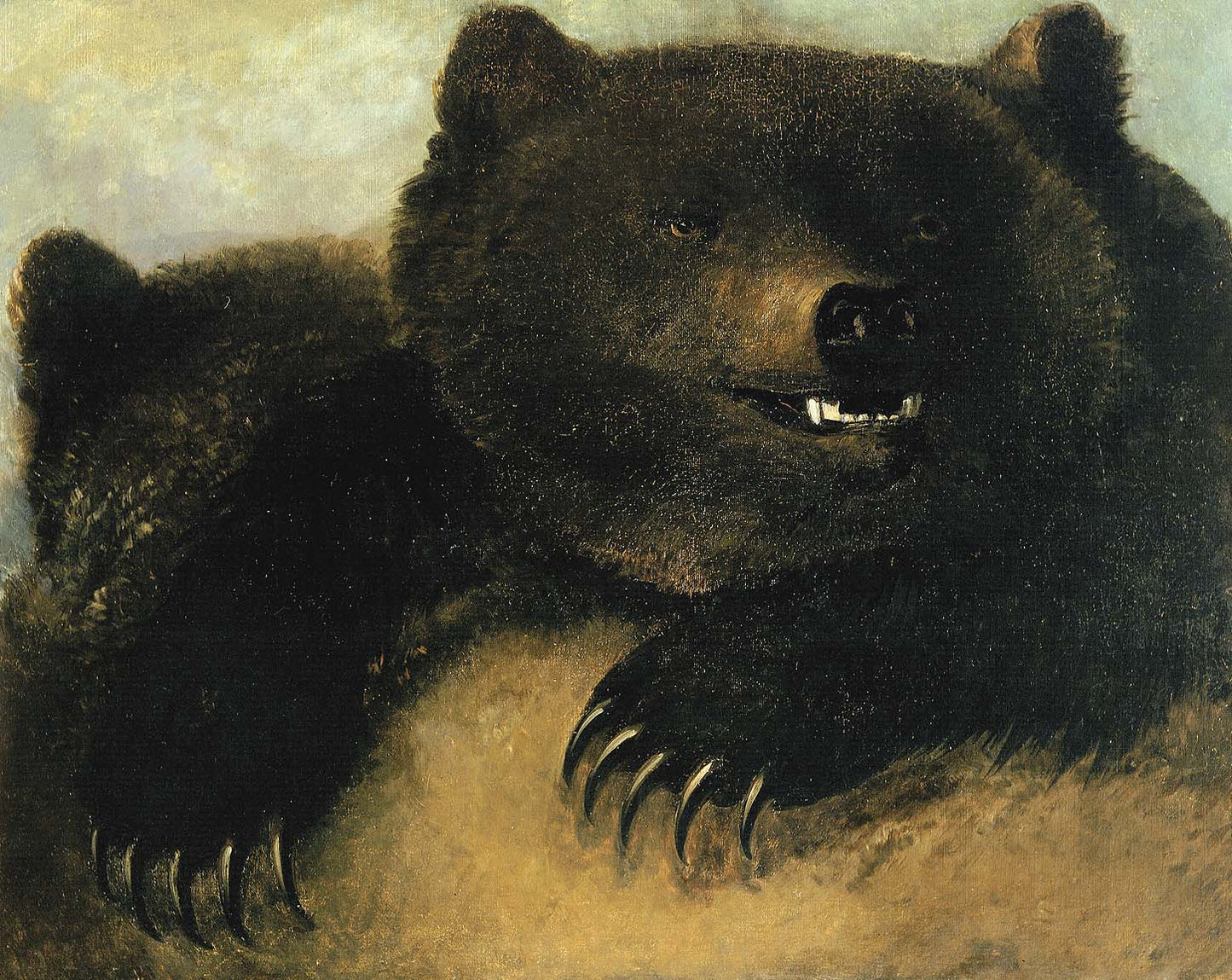 Weapons and Physiognomy of the Grizzly Bear b