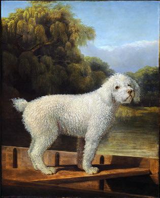 White Poodle in a Punt