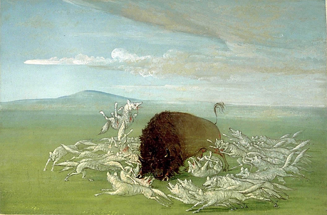 White Wolves Attacking a Buffalo Bull