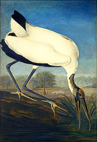 Wood Ibis