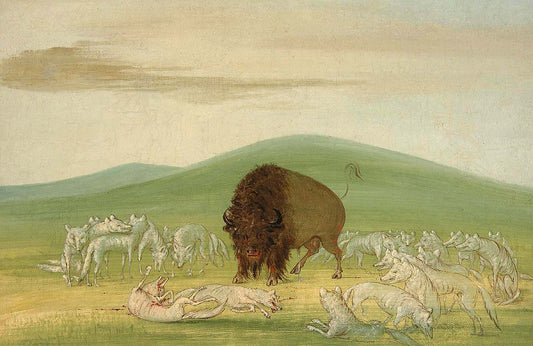 Wounded Buffalo Bull Surrounded by White Wolves