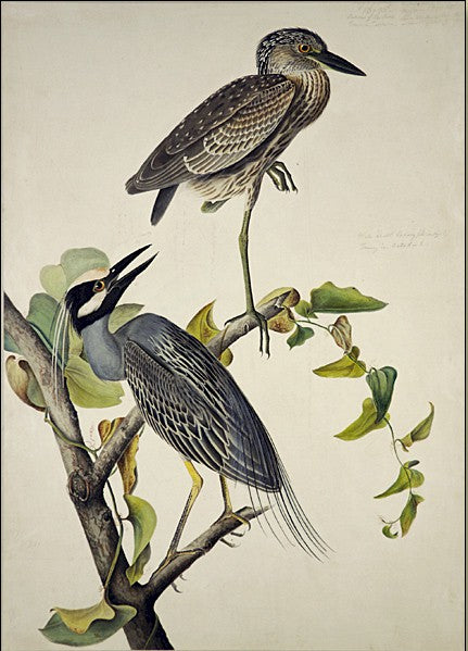 Yellow-Crowned Heron