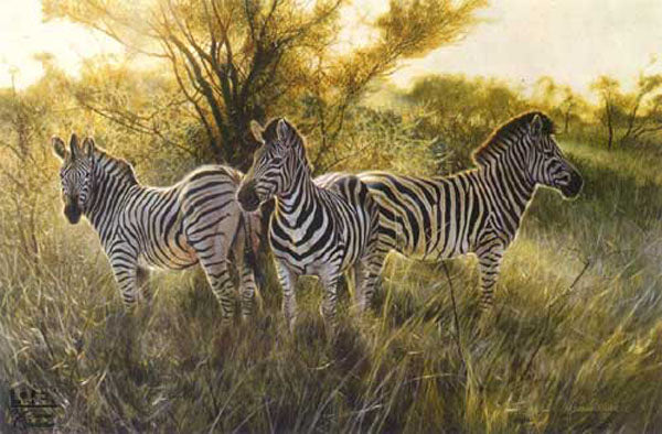 Zebra Paintings N007