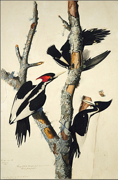 vory-Billed Woodpecker